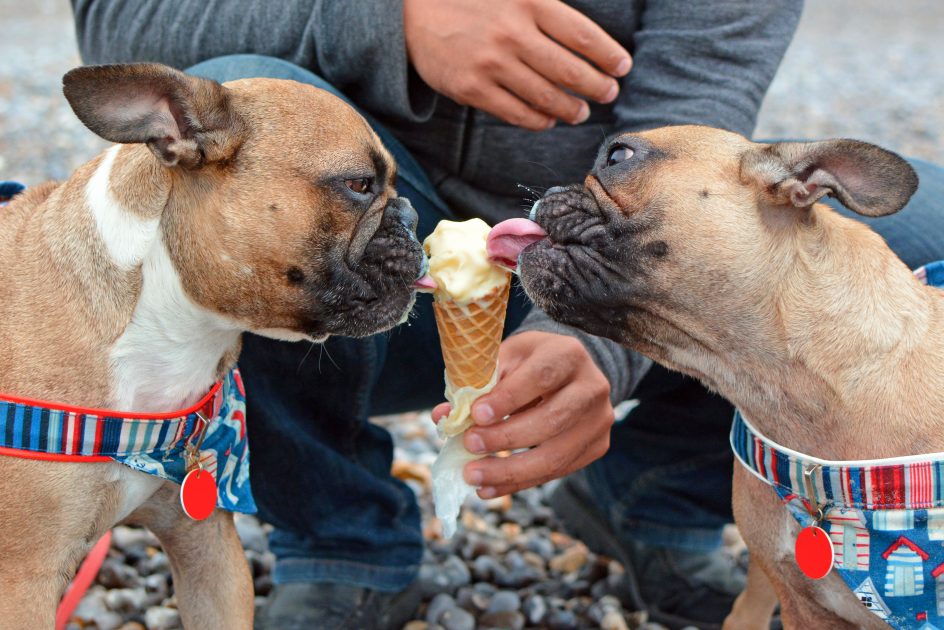 Two dogs sharing ice cream cone